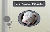 Presentación de los pitbull (Luishana Rangel)