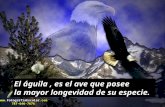 Reflexi³n Aguila fe