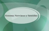 Sistema nervioso y organos de los sentidos