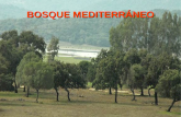 Bosque mediterráneo
