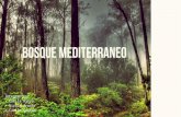Bosque mediterraneo