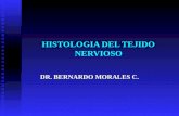 6 histologia del tejido nervioso(1)