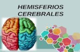 Hemisferios y Lóbulos Cerebrales.