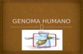 Ppt genoma humano.