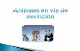 Animales en via de extincion