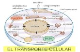Capitulo b2.1.2.  transporte celular