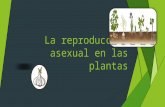 Reproducción asexual en las plantas