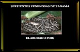 Serpientes venenosas de panama