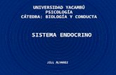 Presentacion sistema endocrino