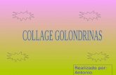 Collage Golondrinas