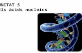 Tema5. ÀCIDS NUCLEICS