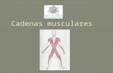 Cadenasmusculares 100818183227-phpapp01