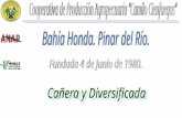 0805 Cooperativa de Producción Agropecuaria “Camilo Cienfuegos” Bahía Honda. Pinar del Río
