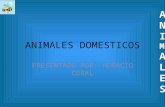 Animales domesticos MB