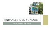 Animales del Yunque