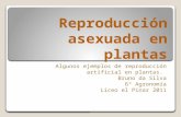 Reproducción asexuada en plantas