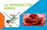 La reproducción-humana