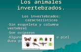 Los animales invertebrados arantxa