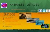 Animales letales