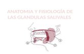 Anatomia y fisiología de las glandulas salivales