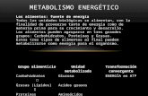 Metabolismo energetico 02   1