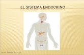 El sistema endócrino
