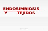 Endosimbiosis      y       tejidos