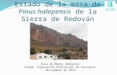 Estado de la masa de Pinus halepensis de la Sierra de Redován