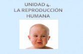 Unidad 4 La reproducción humana