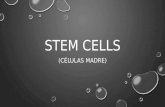 Células Madre (Stem cells)