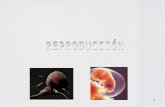 Biologia sistema reproductor blog