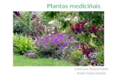 Plantas mediciñais 3ºA