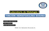 Laboratorio tinción hematoxilina y eosina