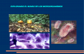 Explorando El Mundo De Los Microorganismos  Por Cristian Lopez
