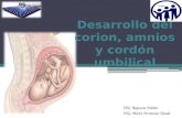 Desarrollo del corion, amnios y cordón umbilical
