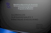 Pancreas y Glandulas suprarrenales