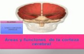 áReas y funciones  de la corteza cerebral