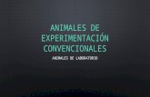 Animales de experimentación convencionales