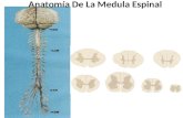 Anatoma de la_medula_espinal