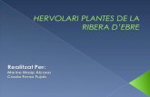 Hervolari Plantes De La Ribera D’Ebre