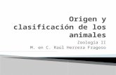 Origen y clasificación de los animales
