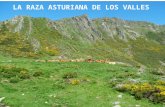 Presentacion raza asturiana de los valles