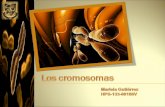 Presentación1 cromosoma; mariela  hps-133-00108v