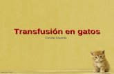 Transfusión sanguínea en gatos