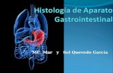 Histología de aparato gastrointestinal