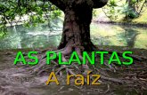 as plantas: raiz
