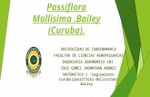 seguimiento sobre  Passiflora mollisima bailey (curuba)