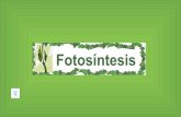 La fotosintesis presentacion