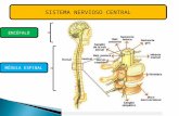 Sistema Nervioso Cy