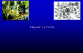 B3. phylum briozoos
